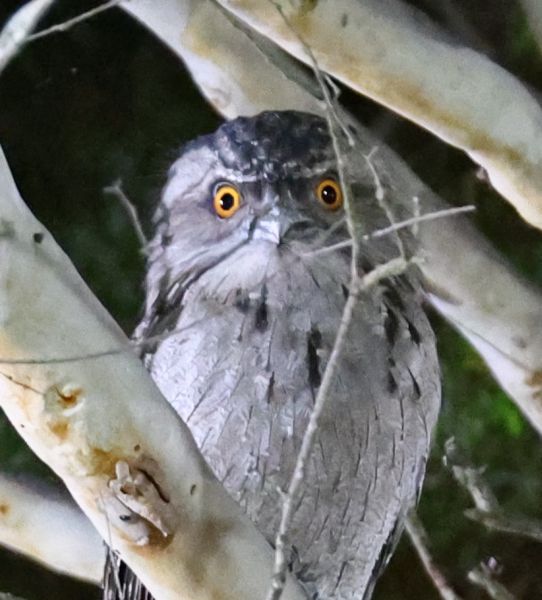 Tawny frogmouth at the club