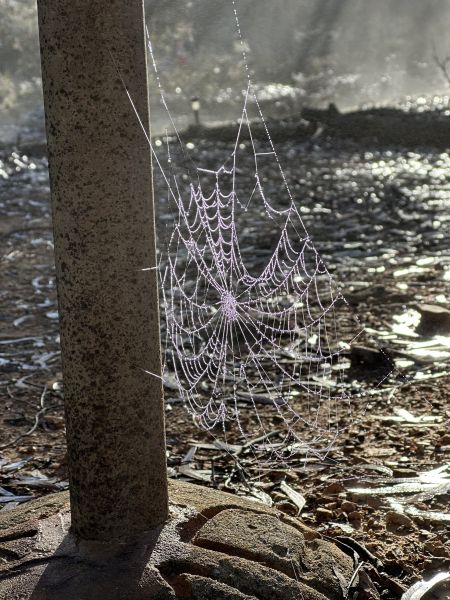 Spider web in dew