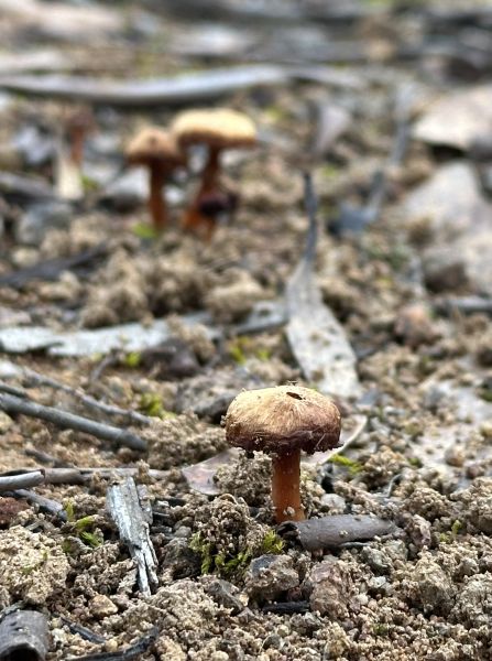 Mushrooms