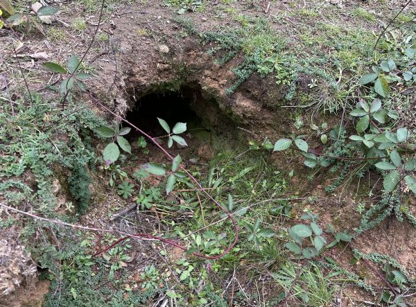 Wombat hole