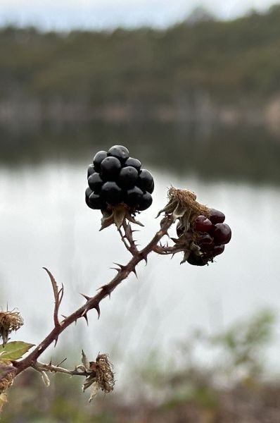 Blackberry