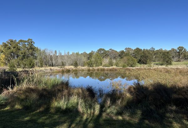 Croke Place wetlands
