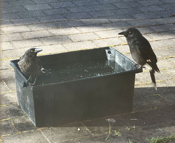 Currawongs drinking