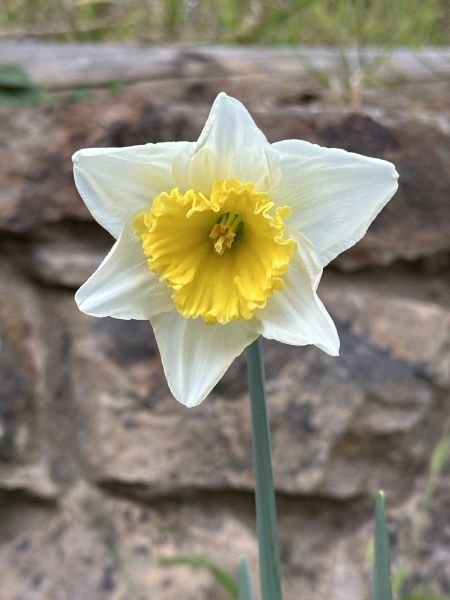 Daffodil