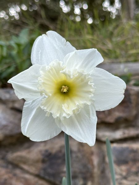 Daffodil