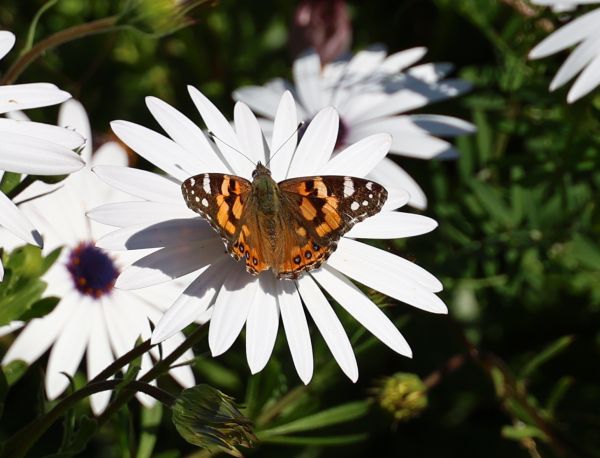 Daisy butterfly