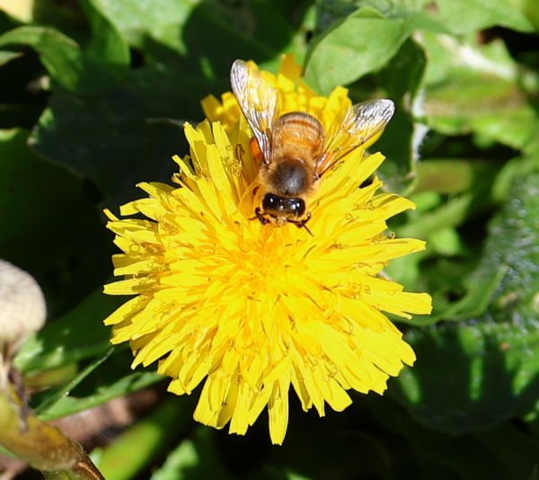 Dandelion and bee
