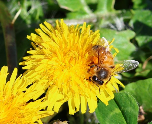 Dandelion and bee