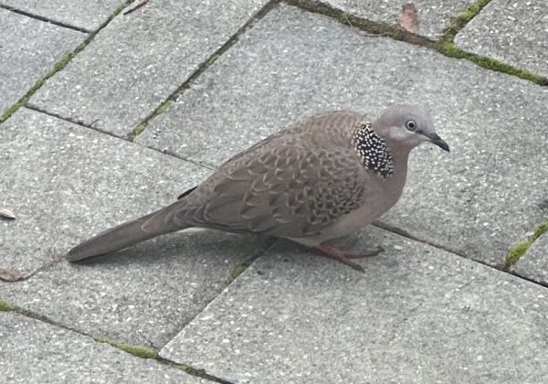 Spotted dove