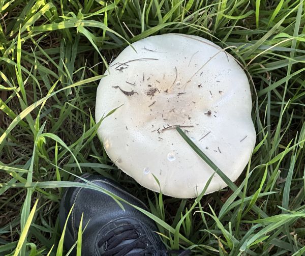 Epic mushroom