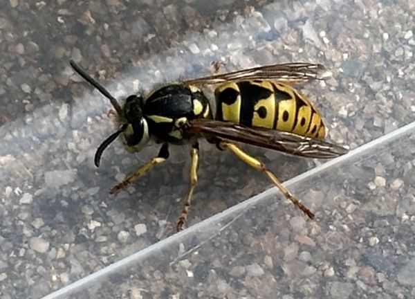 European wasp