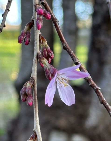 First cherry blossom