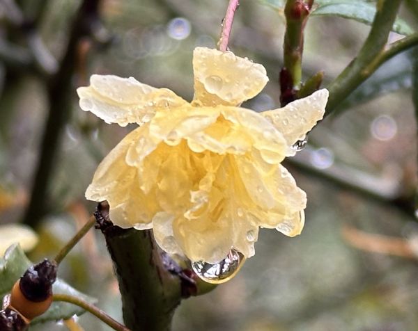 First climbing rose