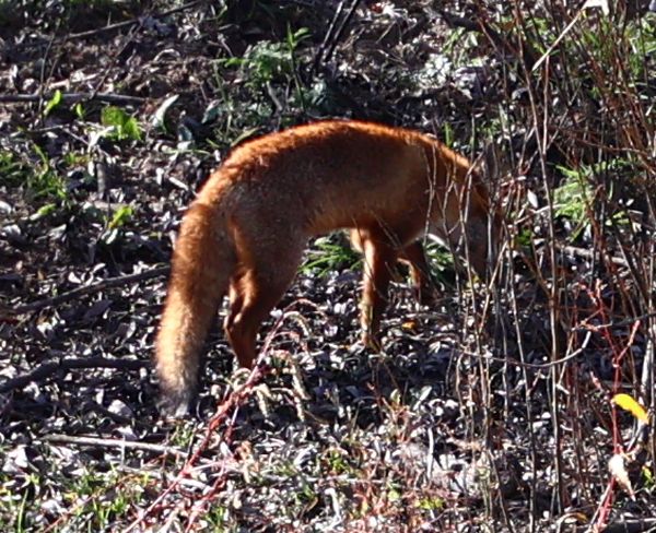 Fox south of Tharwa