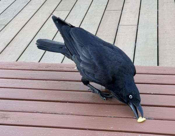 Australian raven