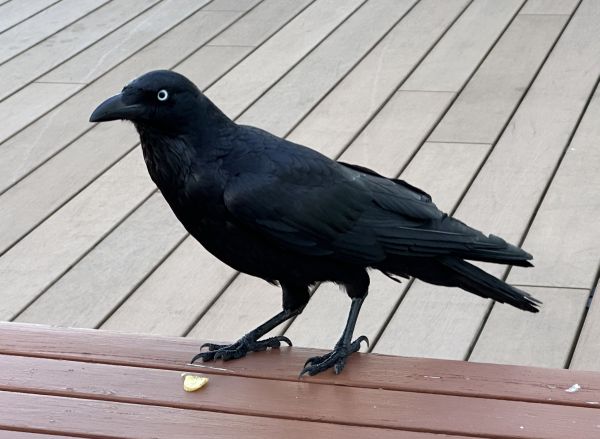 Australian raven