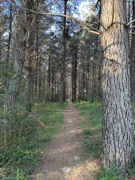 Giralang Pines