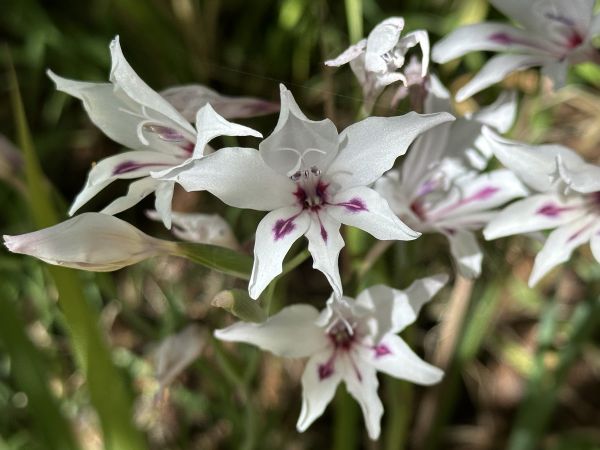 Gladiolis