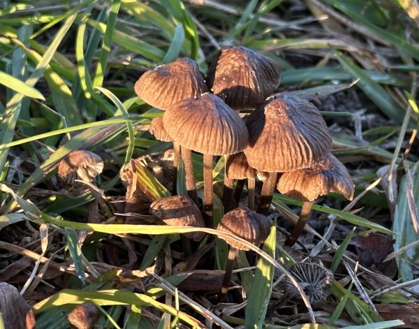 Mushrooms at Hall Cemetery