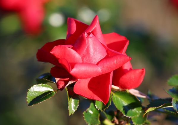 Roses at Hall cemetery