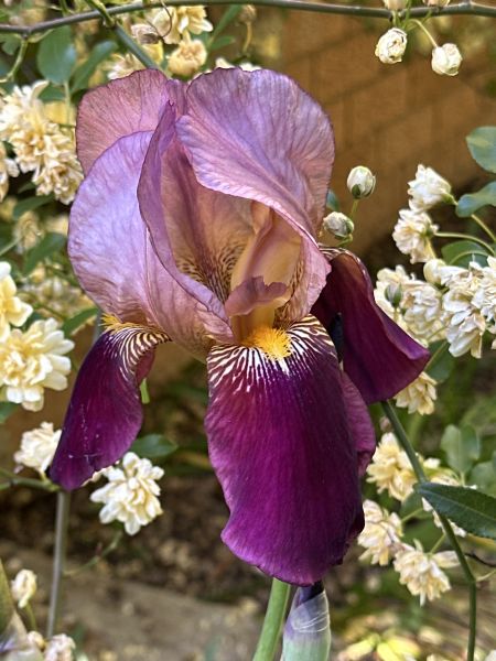 Irises