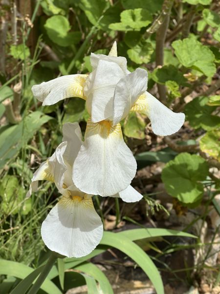 Irises