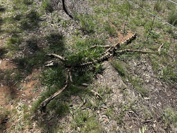 Kangaroo skeleton