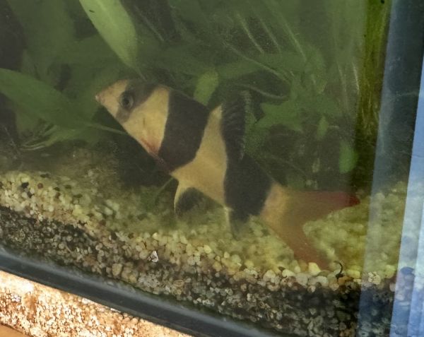 Clown loach moved to my two foot