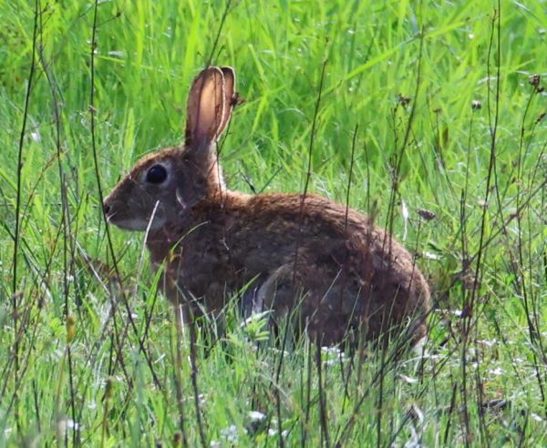 Rabbit at Mt Ainslie Reserve