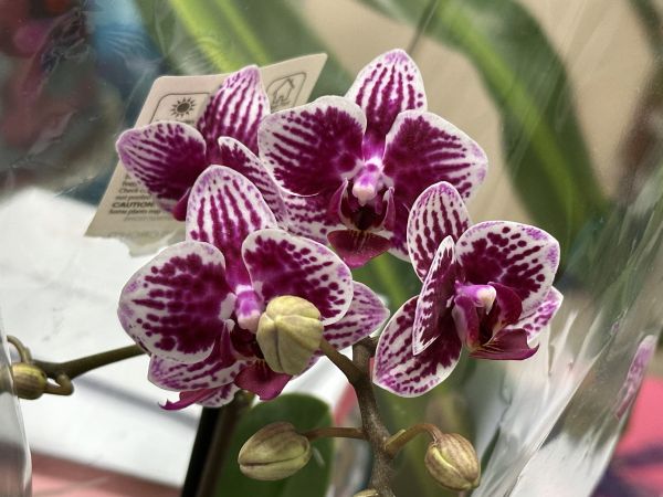 Orchids