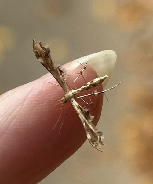 Plume moth