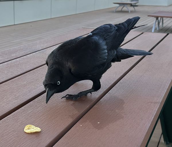 Australian raven