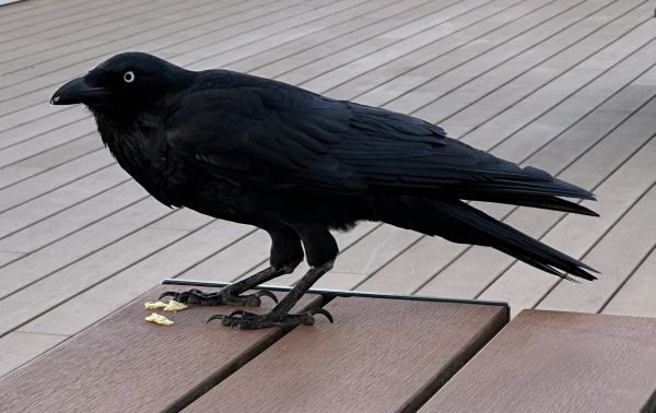 Australian raven