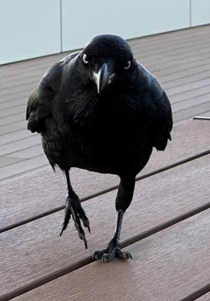 Australian raven