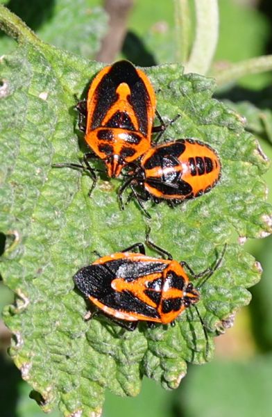Horehound bugs