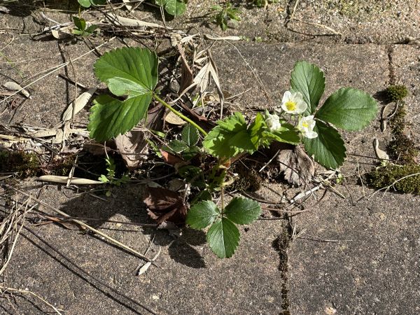 Paver weed strawberries