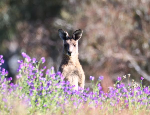 Kangaroo