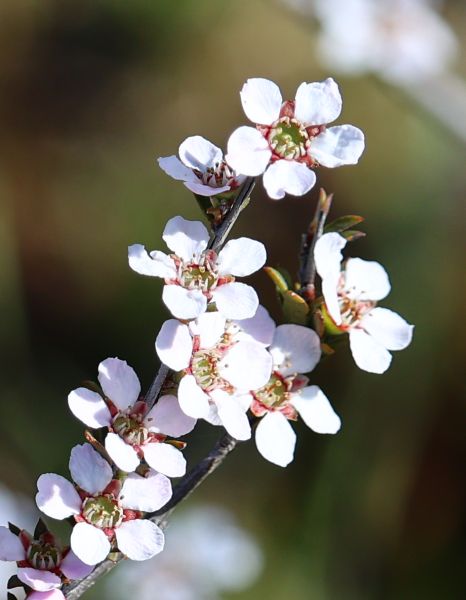 Myrtacae flowers