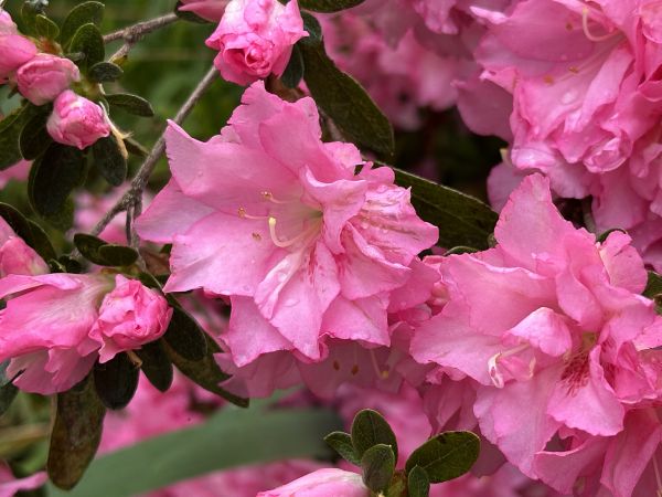 Pink azaleas