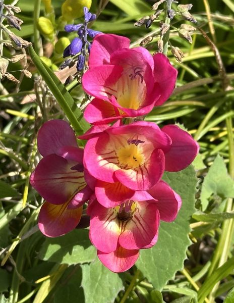 Pink fresias