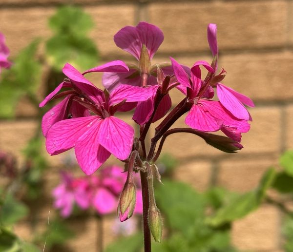 Pink geraniums