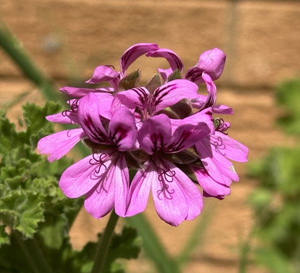Pink geraniums
