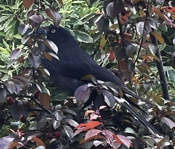 Currawong and plums