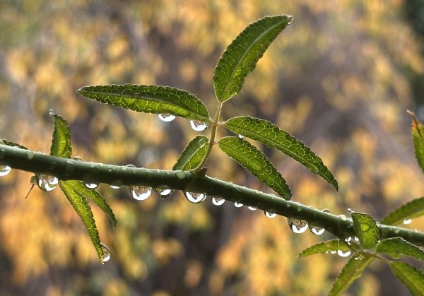 Rain drops