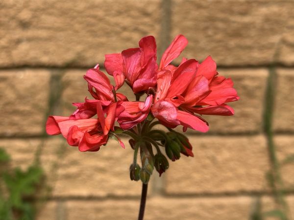 Reddish geraniums