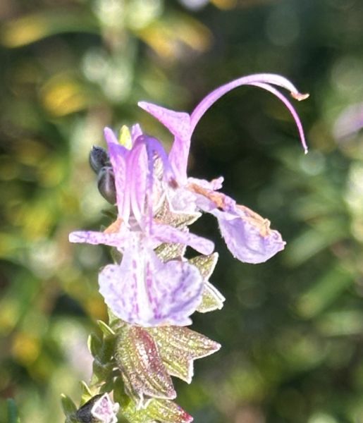 Rosemary flowers