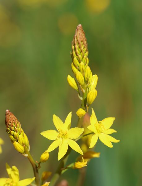 Stromlo flowers