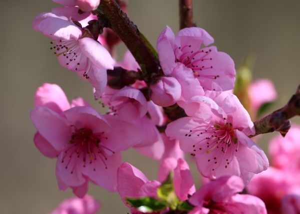Stromlo flowers
