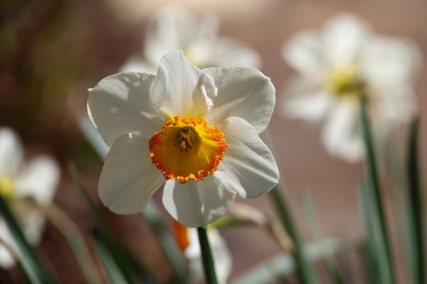 Stromlo flowers