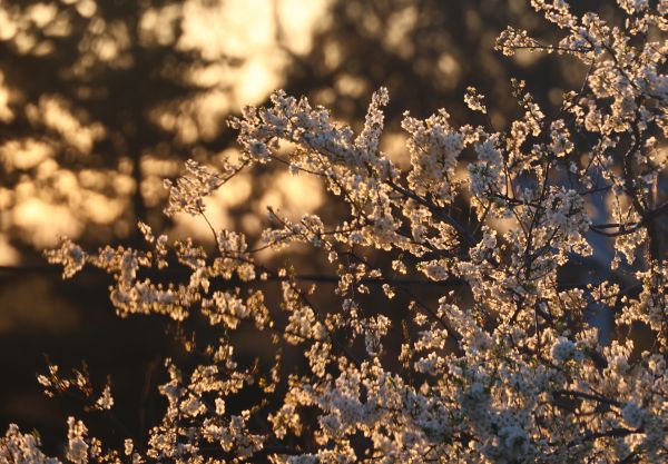 Sunrise blossoms